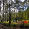 Wisata Hutan Pinus Bantur Malang, Oase Sejuk di Selatan Kota Apel