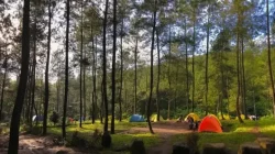 Wisata Hutan Pinus Bantur Malang, Oase Sejuk di Selatan Kota Apel