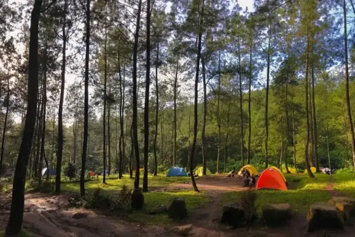 Wisata Hutan Pinus Bantur Malang