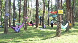 Hutan Pinus Candi Sumberawan