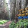 Hutan Pinus Semeru Malang: Harmoni Alam di Kaki Gunung Tertinggi Jawa