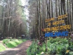 Hutan Pinus Semeru Malang: Harmoni Alam di Kaki Gunung Tertinggi Jawa