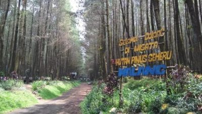Hutan Pinus Semeru Malang: Harmoni Alam di Kaki Gunung Tertinggi Jawa