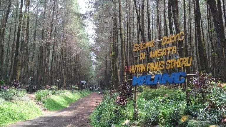 Hutan Pinus Semeru Malang