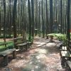 Hutan Pinus Malang, Pesona Alam Sejuk di Tengah Rimbunnya Pegunungan