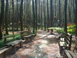 Hutan Pinus Malang, Pesona Alam Sejuk di Tengah Rimbunnya Pegunungan