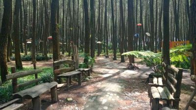 Hutan Pinus Malang, Pesona Alam Sejuk di Tengah Rimbunnya Pegunungan