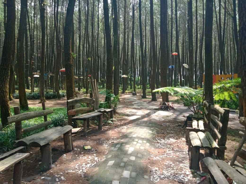 Hutan Pinus Malang
