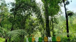 Hutan Pinus Ledok Ombo Malang, Wisata Alam Tenang di Lereng Pegunungan