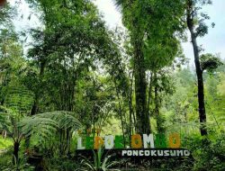 Hutan Pinus Ledok Ombo Malang, Wisata Alam Tenang di Lereng Pegunungan