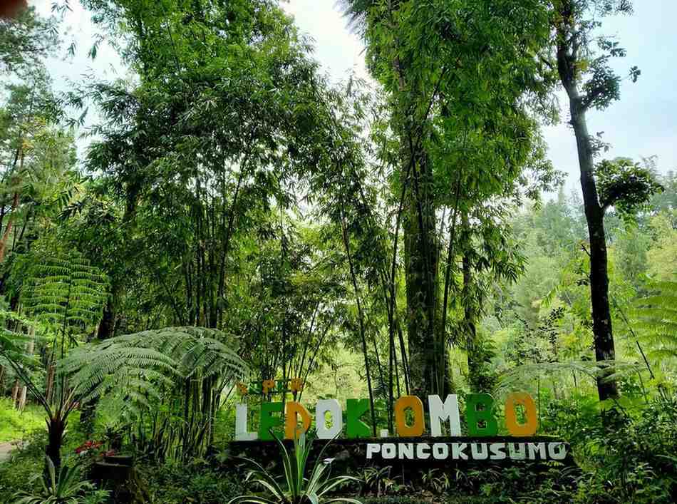 Hutan Pinus Ledok Ombo Malang