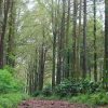 Budug Asu Pine Forest, Pesona Hutan Pinus Sunyi di Lereng Arjuno