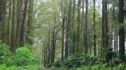 Budug Asu Pine Forest, Pesona Hutan Pinus Sunyi di Lereng Arjuno