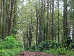 Budug Asu Pine Forest, Pesona Hutan Pinus Sunyi di Lereng Arjuno