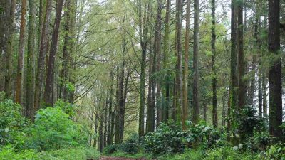 Budug Asu Pine Forest