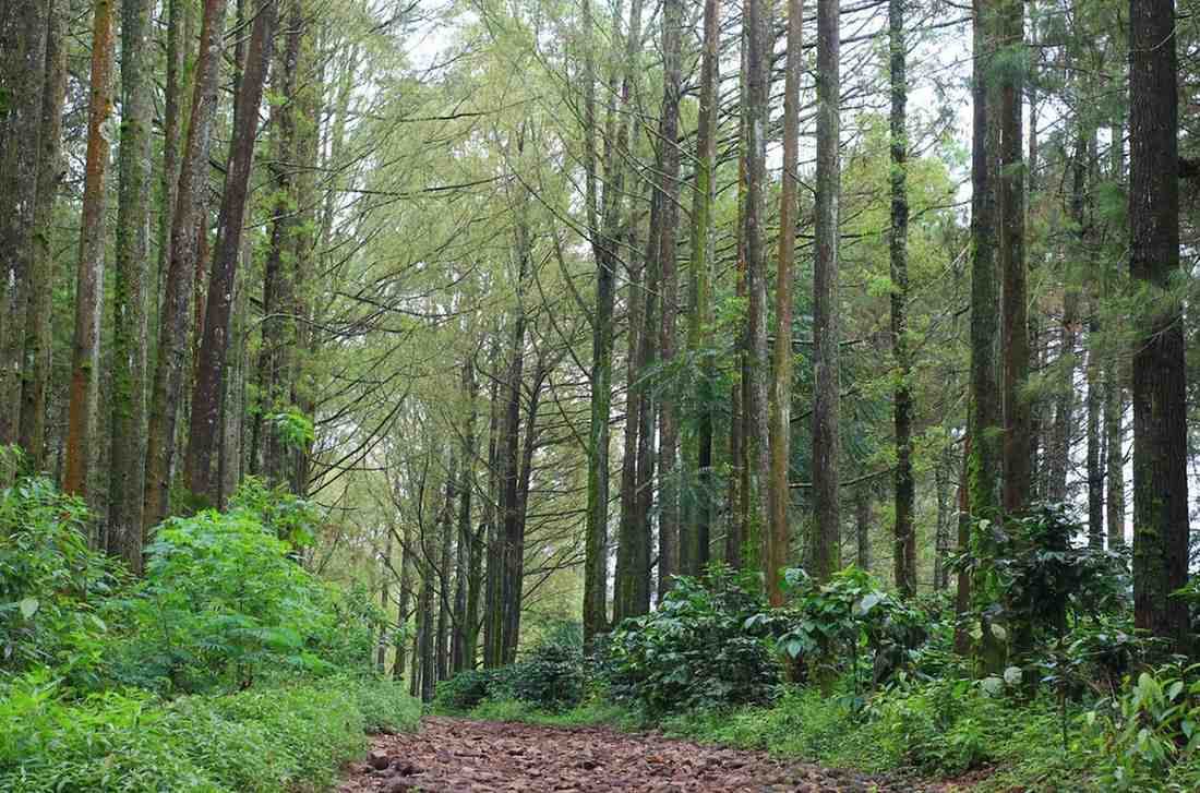 Budug Asu Pine Forest