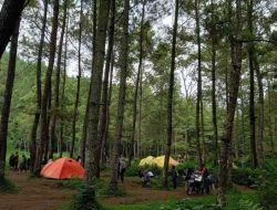Hutan Pinus Bedengan, Pesona Alam Sejuk di Lereng Malang yang Menenangkan Jiwa