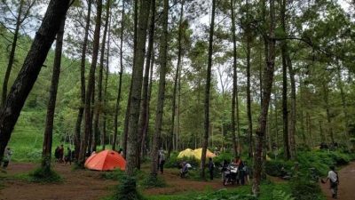 Hutan Pinus Bedengan, Pesona Alam Sejuk di Lereng Malang yang Menenangkan Jiwa