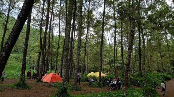 Hutan Pinus Bedengan