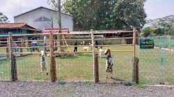 SUI FARM Malang, Wisata Edukasi, Alam, dan Peternakan dalam Satu Destinasi