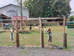 SUI FARM Malang, Wisata Edukasi, Alam, dan Peternakan dalam Satu Destinasi