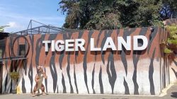 Tiger Land Malang, Sensasi Wisata Satwa dan Edukasi di Jantung Jawa Timur