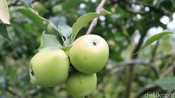 Buah Apel Malang, Ikon Hortikultura Jawa Timur yang Mendunia