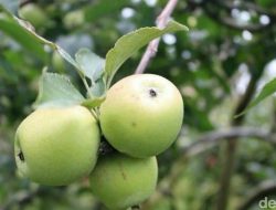 Buah Apel Malang, Ikon Hortikultura Jawa Timur yang Mendunia