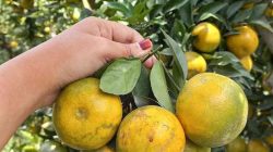 Jeruk Keprok Batu Malang, Buah Legendaris dari Dataran Tinggi yang Menggoda Selera