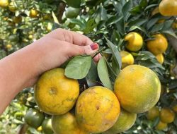 Jeruk Keprok Batu Malang, Buah Legendaris dari Dataran Tinggi yang Menggoda Selera