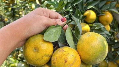 Jeruk Keprok Batu Malang, Buah Legendaris dari Dataran Tinggi yang Menggoda Selera