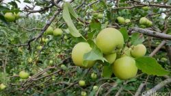 Buah Khas Malang, Ikon Rasa Segar dari Dataran Tinggi Jawa Timur