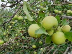 Buah Khas Malang, Ikon Rasa Segar dari Dataran Tinggi Jawa Timur