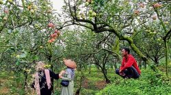 Wisata Petik Apel Batu, Pengalaman Seru Memanen Buah Segar