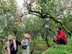 Wisata Petik Apel Batu, Pengalaman Seru Memanen Buah Segar