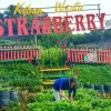 Kebun Wisata Strawberry Paralayang Malang