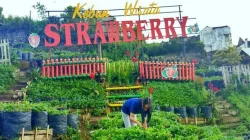 Kebun wisata strawberry Paralayang