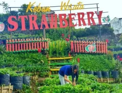 Kebun Wisata Strawberry Paralayang Malang