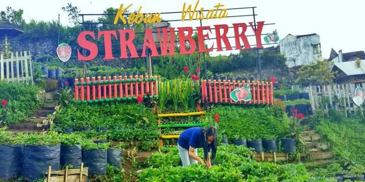Kebun wisata strawberry Paralayang