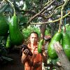 Alpukat Aligator Malang, Si Raksasa Hijau dari Dataran Tinggi yang Mengguncang Pasar Buah
