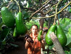 Alpukat Aligator Malang, Si Raksasa Hijau dari Dataran Tinggi yang Mengguncang Pasar Buah