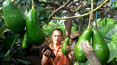 Alpukat Aligator Malang, Si Raksasa Hijau dari Dataran Tinggi yang Mengguncang Pasar Buah
