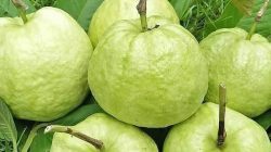 Jambu Kristal Malang, Buah Renyah Tanpa Biji yang Menjadi Primadona Agribisnis