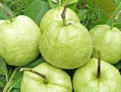 Jambu Kristal Malang, Buah Renyah Tanpa Biji yang Menjadi Primadona Agribisnis