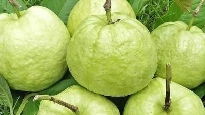 Jambu Kristal Malang, Buah Renyah Tanpa Biji yang Menjadi Primadona Agribisnis