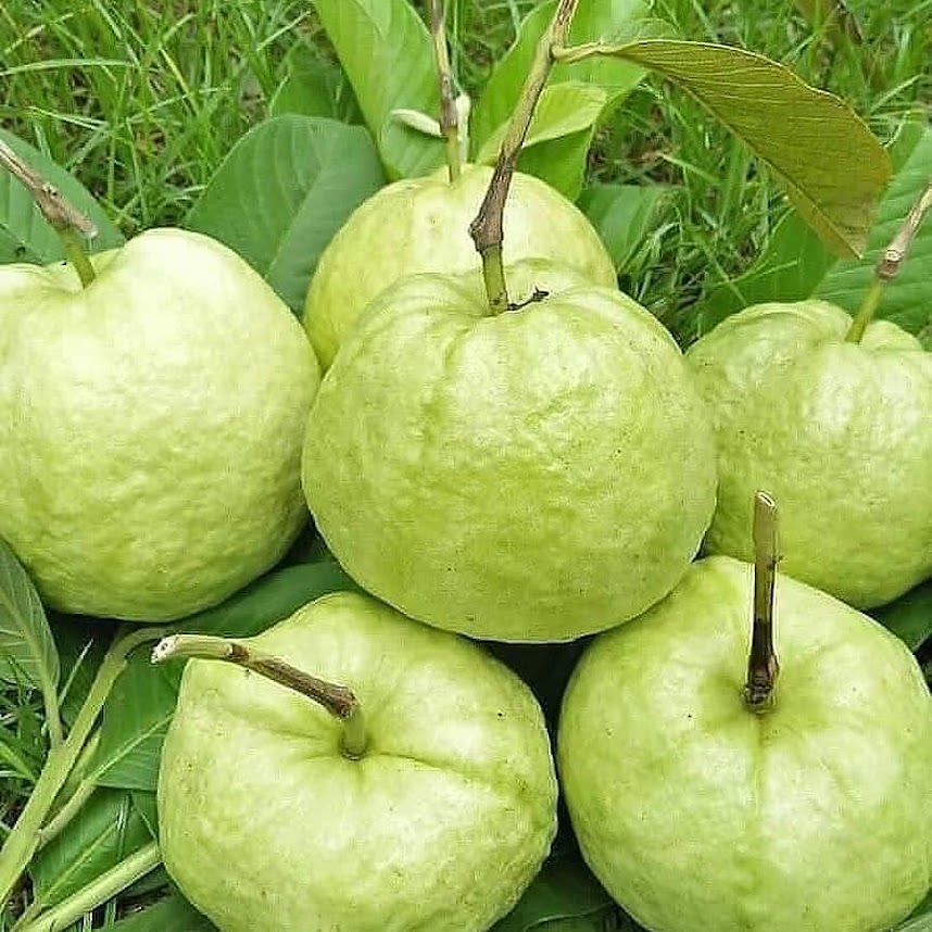 Jambu Kristal Malang