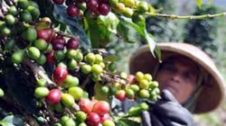 Perkebunan Kopi di Malang, Surga Penghasil Kopi Berkualitas