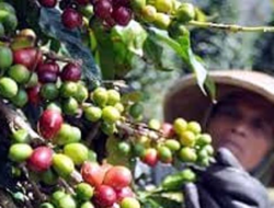 Perkebunan Kopi di Malang, Surga Penghasil Kopi Berkualitas