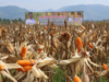 Potensi Perkebunan Jagung di Kabupaten Malang