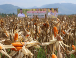 Potensi Perkebunan Jagung di Kabupaten Malang